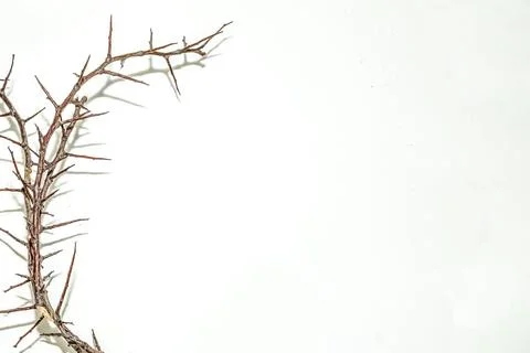 A branch with very sharp thorns in white background. Thorns for the frame t.. Stock Photos