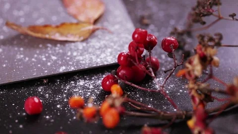 Branch of the viburnum Stock Footage 82643691