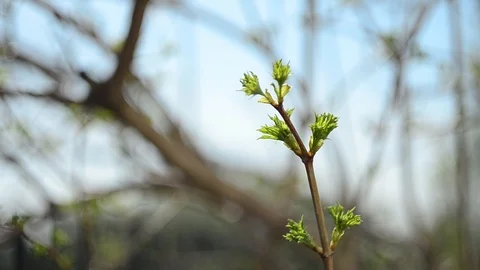The Branch of Viburnum Stock Footage 128114534