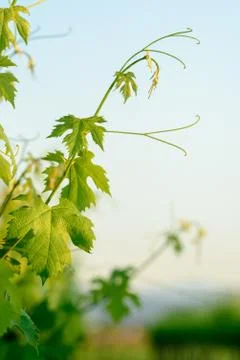 A branch of vine extends Stock Photos