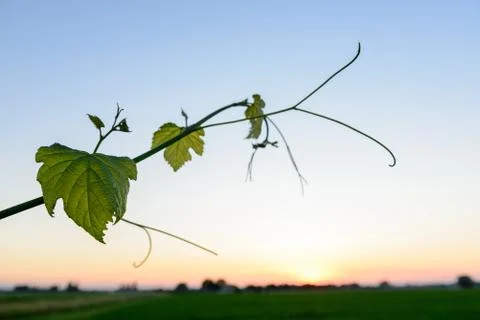 A branch of vine extends 库存照片