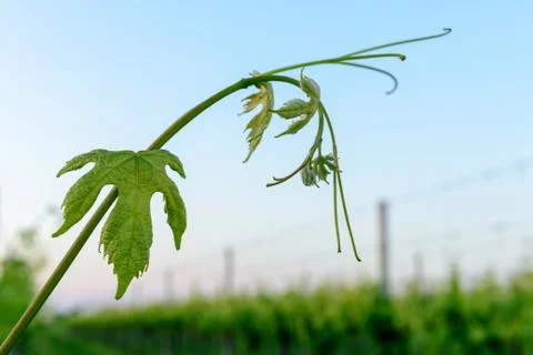 A branch of vine extends Stock Photos