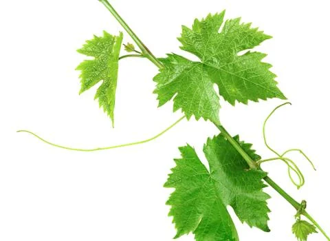 A branch of the vine Stock Photos