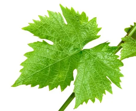 A branch of the vine Stock Photos