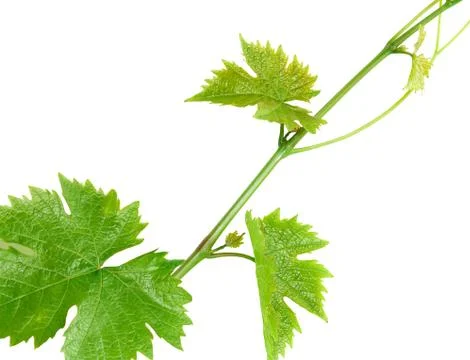 A branch of the vine Stock Photos