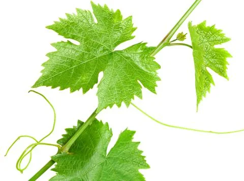 A branch of the vine Stock Photos