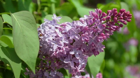 Branch of violet lilac close up Stock Footage 56347754