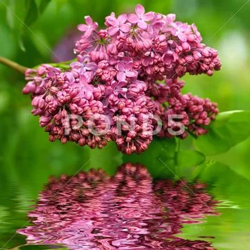 Branch of violet lilac Stock Photos