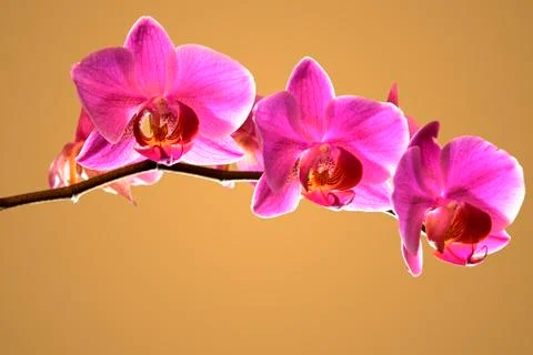 Branch of violet orchids Stock Photos