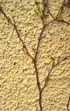 Branch on the wall Stock Photos