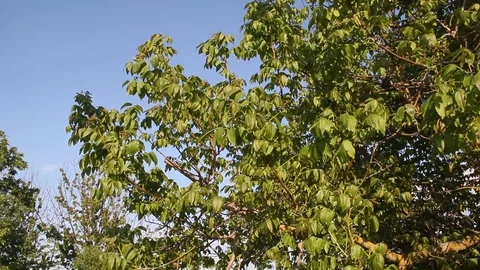Branch of walnut on the background of blue sky Video stock 100284057