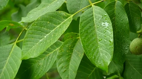 Branch Walnut During Heavy Downpour Slow Motion Stock Footage 52228062