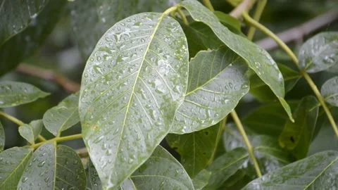 Branch walnut during heavy downpour in summer garden Stock Footage 205723273