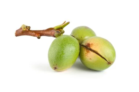 Branch of a walnut isolated Stock Photos