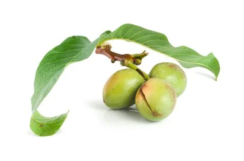 Branch of a walnut isolated on a white Stock Photos