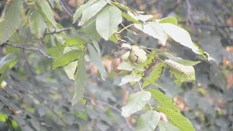 A branch of a walnut with an open fruit sways in the wind on a sunny day Stock Footage 246008920