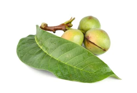 Branch of a walnut Stock Photos