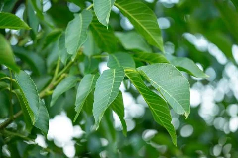 Branch of walnut tree with bright green leaves Stock Photos