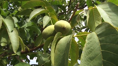 Branch of a walnut tree Stock Footage 54522572
