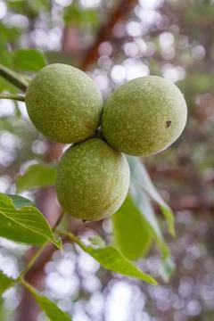 Branch of walnut tree with unripe nuts in the garden. Stock Photos