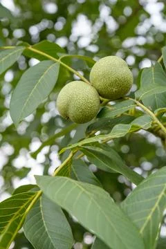 Branch of walnut tree with unripe nuts in the garden. Stock Photos