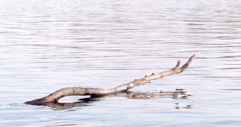 Branch on the water 4K Stock Footage 263847981