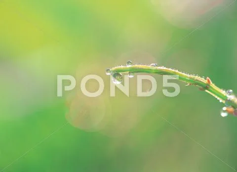 Branch with water Stock Photos