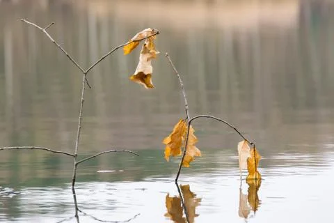 Branch in water Fotos de archivo