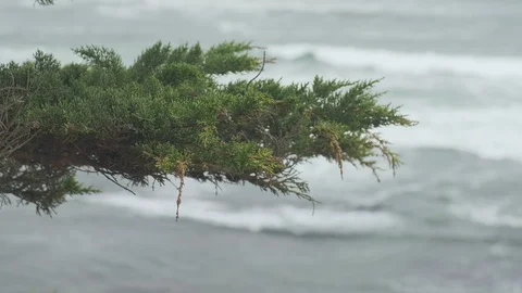 Branch Waves Stock Footage 93966146