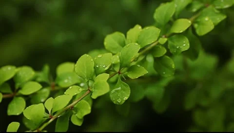 Branch with wet leaflets Stock Footage 7416244