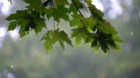 Branch of wet maple tree with green leaves and rainfall in forest woodland. 库存影片 237372490