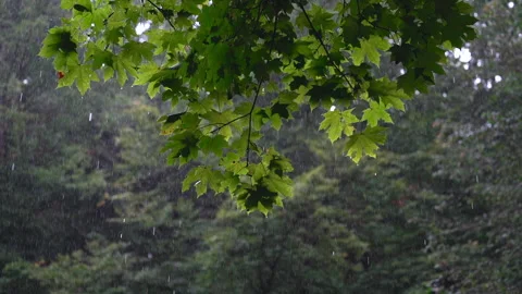 Branch of wet maple tree with green leaves and rainfall in forest woodland. 库存影片 237372547