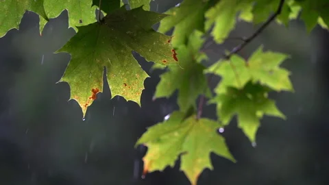 Branch of wet maple tree with green leaves and rainfall in forest woodland. Video stock 237372596
