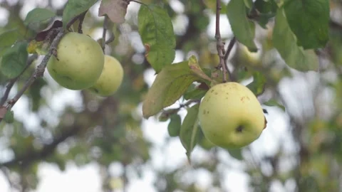 A branch with white apples. the first apples are in focus. the rest of the Stock Footage 167451996