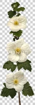 Branch of white cherokee rose flowers, cutout, transparency Stock Photos