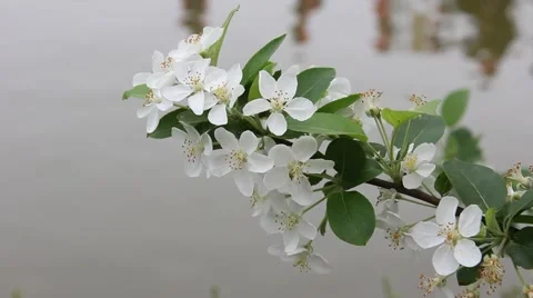 Branch of white cherry blossoms in the wind, with the water background Stock Footage 48681379