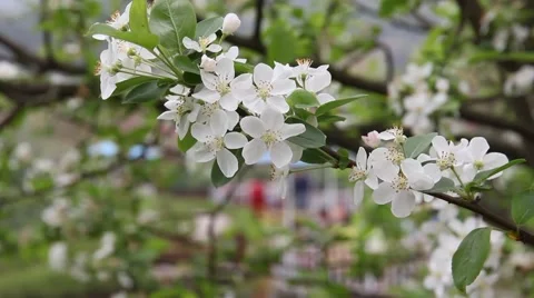 Branch of white cherry blossoms in the wind Stock Footage 48681722
