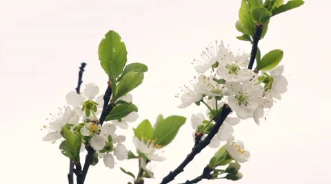 Branch of white cherry tree with green leaves against white sky background. 스톡 동영상 49482707