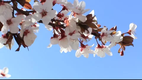 Branch of a white flowering cherry with a sunlight Stock Footage 6930370