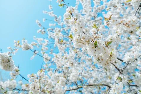 Branch of white flowers of a cherry tree Stock Photos