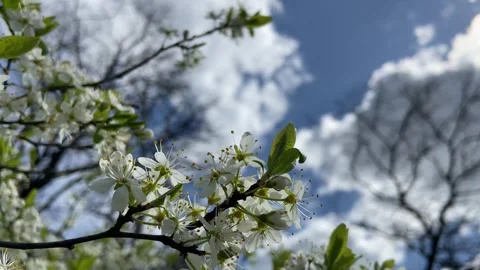 A branch with white flowers of a fruit tree, against the background of the sky Stock Footage 240726698