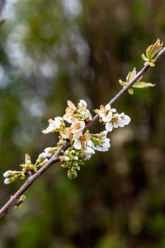 Branch with white flowers of a fruit tree that turned brown due to spring frosts Фото