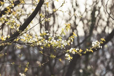Branch with white flowers Stock Photos