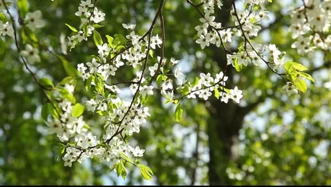 Branch with white flowers in the Sunlight Stock Footage 5298927