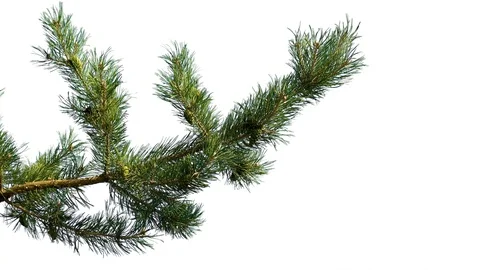 Branch on white isolated screen background. alpha channel Video stock 93291873