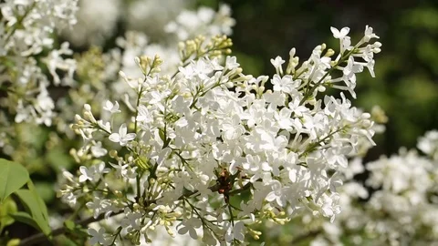 A branch of white lilac Stock Footage 127525520
