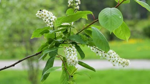 Branch of White Lilac Stock Photos