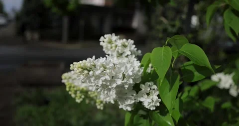 A branch of white lilac sways in the wind. Stock Footage 241314754