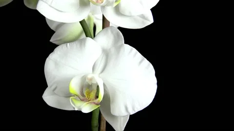 Branch of white orchid Stock Footage 45977440