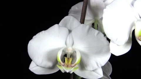 Branch of white orchid Video stock 46136883